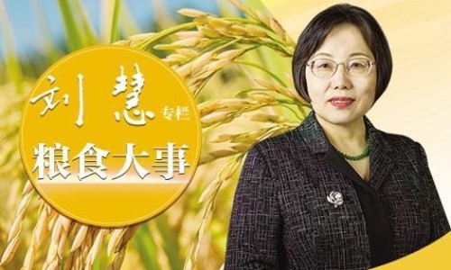 甘蓝是啥-甘蓝效果网 - 甘蓝的10种吃法大全,甘蓝的好处与坏处